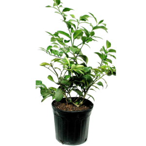 Roberta's Citrus Lime Live Tree