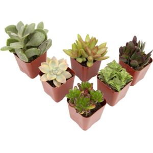 6-Pack Live Succulent Plants