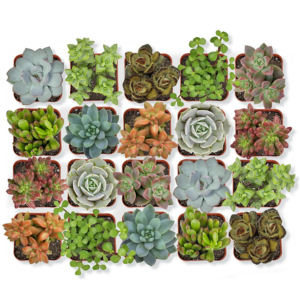 20-Pack Live Indoor Succulent Plants