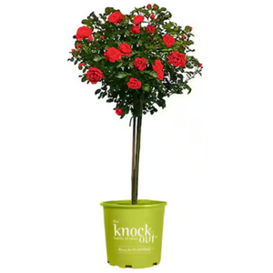Knock Out 3 Gal Red Rose Tree