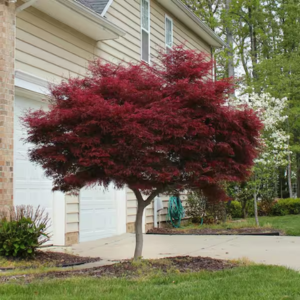 2Gal. Bloodgood Japanese Maple Tree