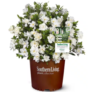 Southern Living 2 Gal. Jubilation Gardenia Shrub