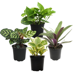 4-Pack Live Houseplants