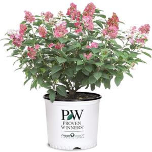 Proven Winners 2-Gl. Little Quick Fire Hydrangea Shrub