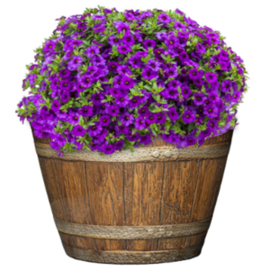 Whiskey Barrel Planter