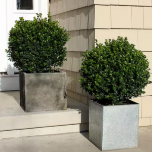 Sprinter Boxwood 4Qt. Live Evergreen Shrub