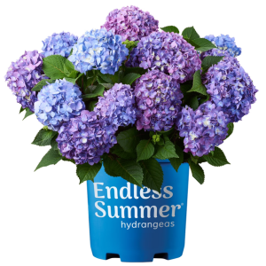 Endless Summer Live 1Gal Hydrangea Shrub