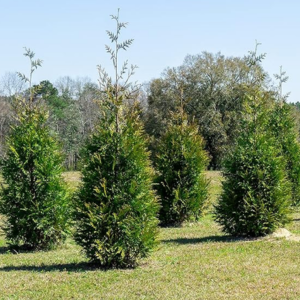 8-Pack Thuja Green Giant Privacy Trees