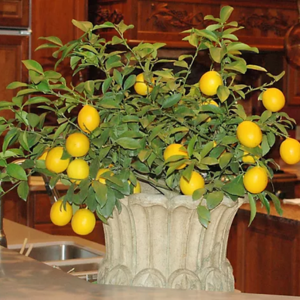 Meyer Lemon Live Patio Tree