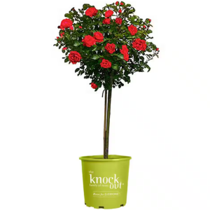 Knock Out 3Gal. Rose Tree