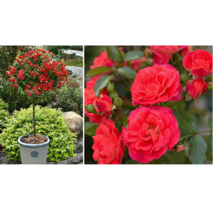 Cottage Farms 1-Piece Patio Tree Rose Bareroot