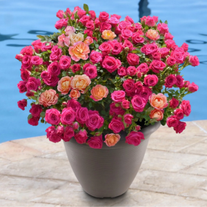 Cottage Farms Mini Rose Planter