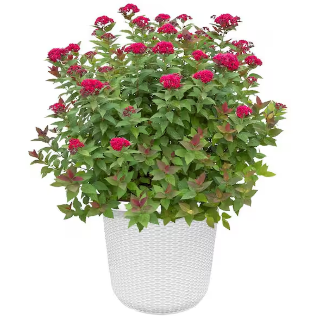 Proven Winners 2Gal Spirea Shrub