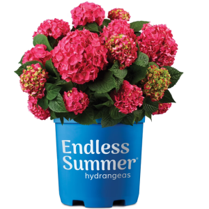 Endless Summer Live 1Gal Hydrangea Shrub