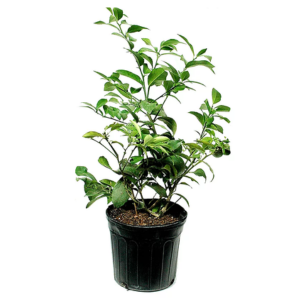 Roberta's Meyer Lemon Tree