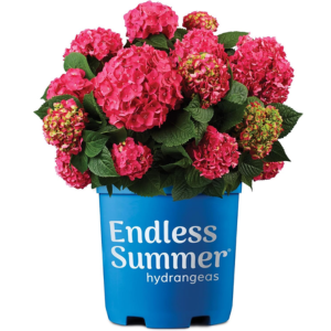 Live 1Gal Hydrangea Shrub