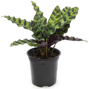 Altman Plants 4