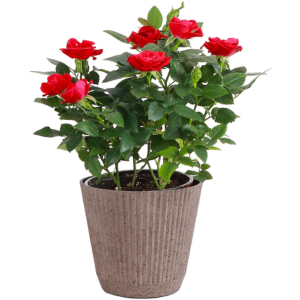 Thorsen's Greenhouse Live Red Mini Rose Bush
